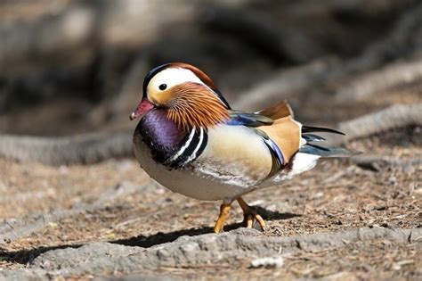 鳥 風水 意味|縁起の良い鳥15選！幸せを呼ぶ鳥・幸せを運ぶ鳥 